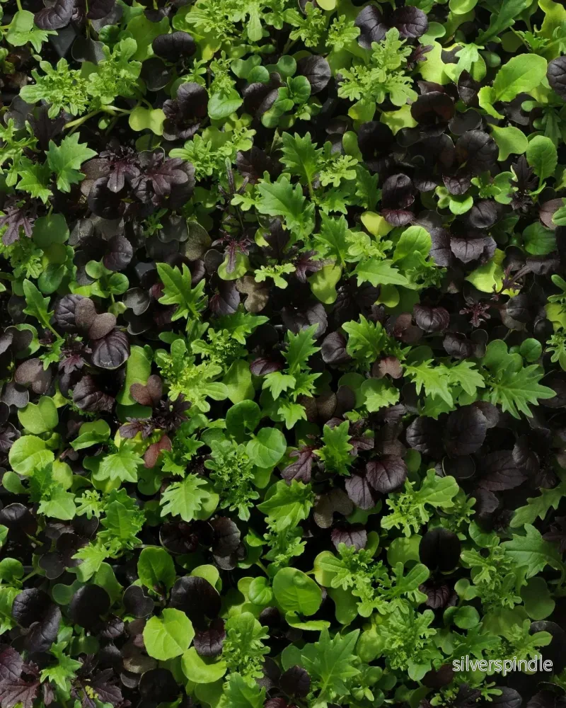 Sallad 'Gourmet Global Mixed' - Nyhet! - Bild 3