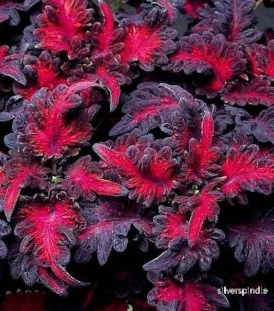Palettblad ‘Black Dragon’ - Bild 2