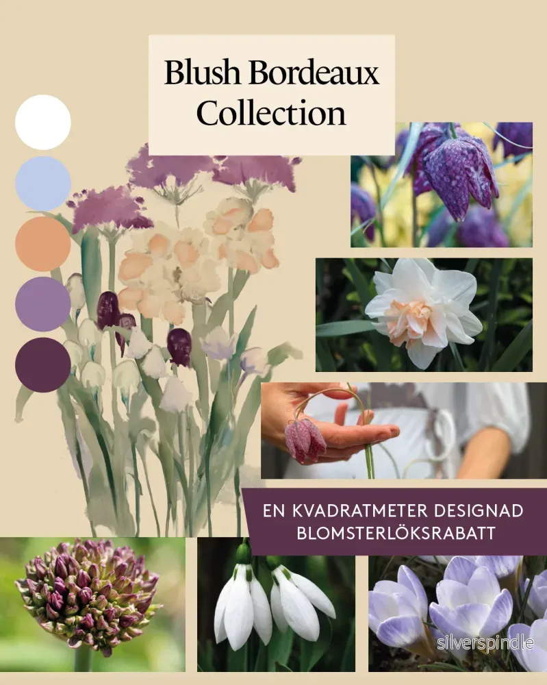 Blush Bordeaux Collection - designad blomsterlöksrabatt