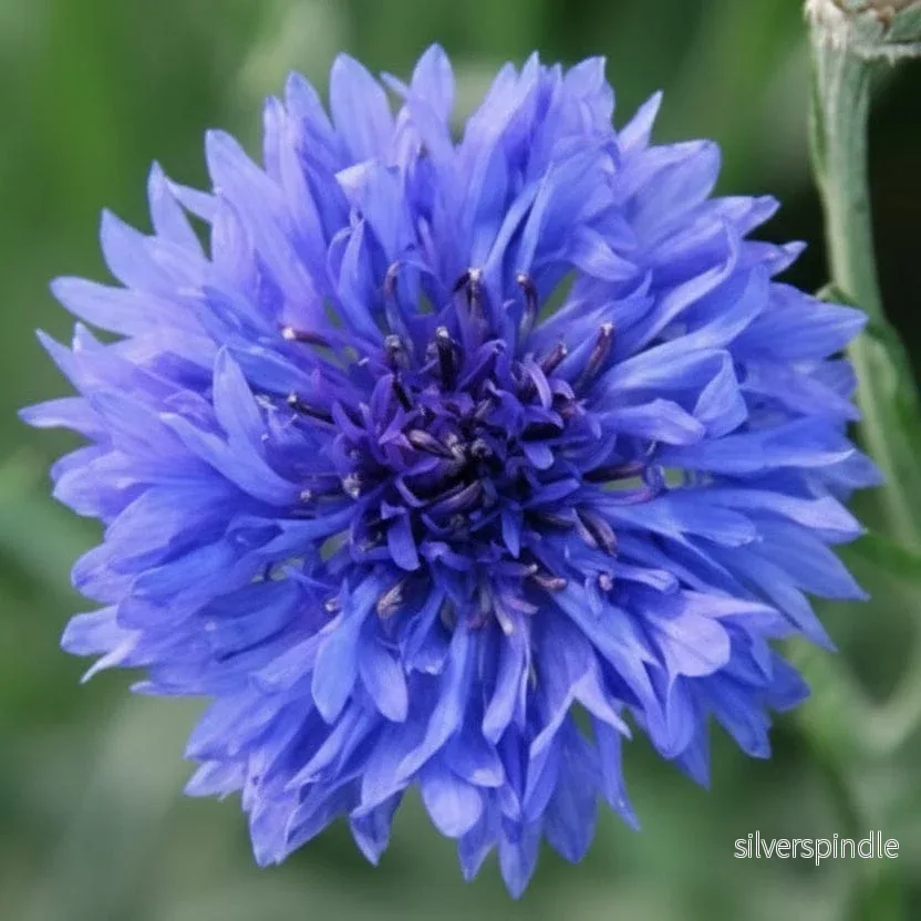 Blåklint ‘Tall Blue Diadem’ Blåklint ‘Tall Blue Diadem’