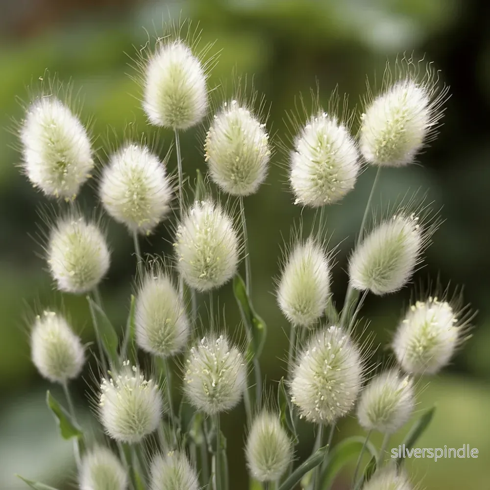 Harsvans ‘Bunny Tails’
