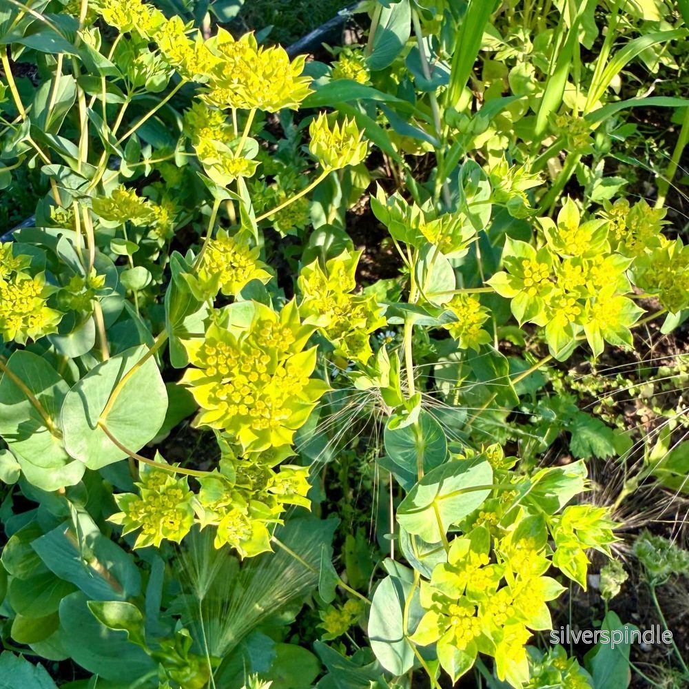 Harört ‘Green Gold’ - Bild 2