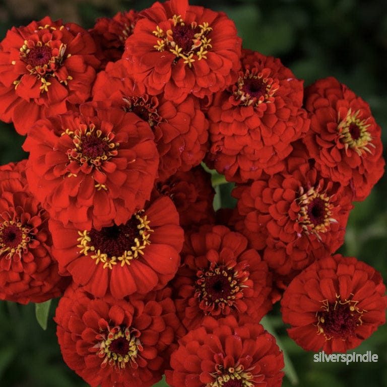 Zinnia ‘Oklahoma Scarlet’ - Bild 2