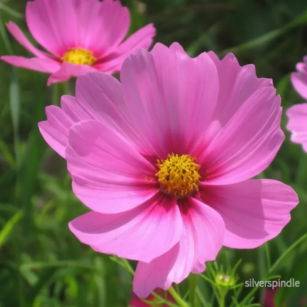 Rosenskära ‘Gloria’ Rosenskära ‘Gloria’