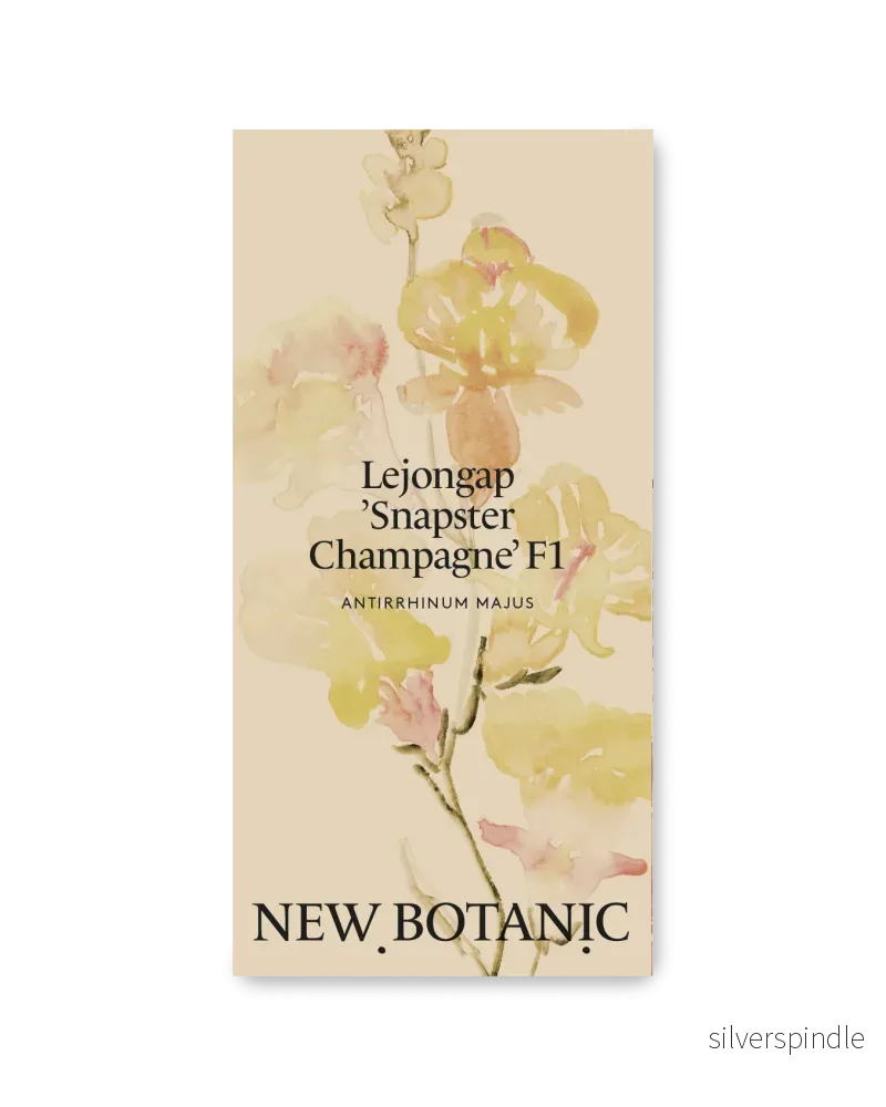 Lejongap ’Snapster Champagne’ F1 – Nyhet! Lejongap ’Snapster Champagne’ F1 – Nyhet!
