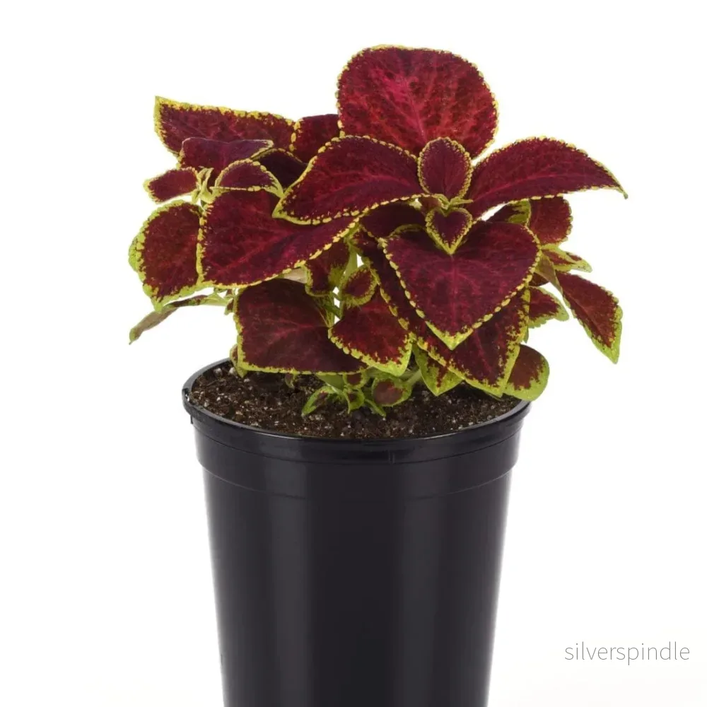 Palettblad ‘Wizard Scarlet’ - Bild 2