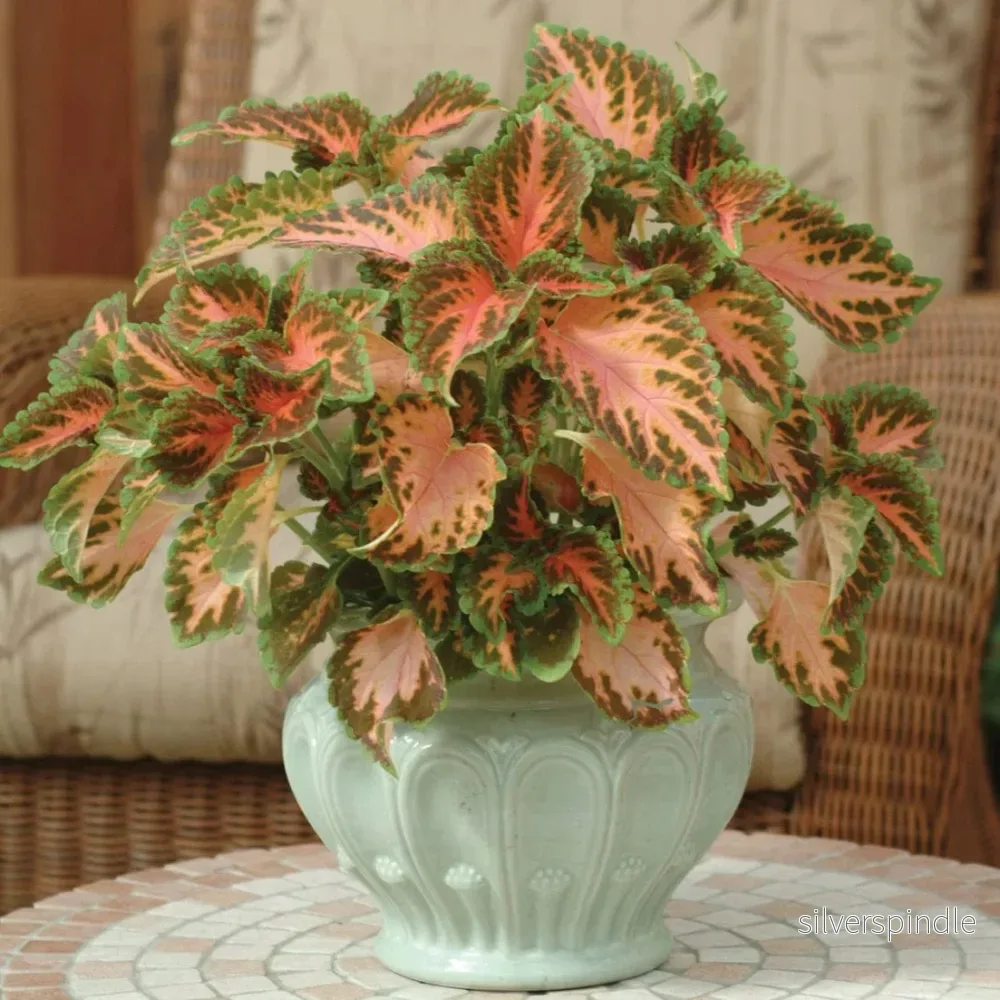 Palettblad ‘Wizard Coral Sunrise’ - Bild 2