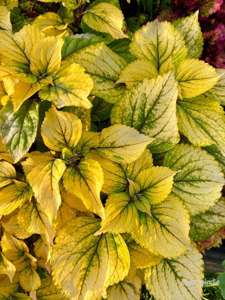 Palettblad ‘Kiwano’