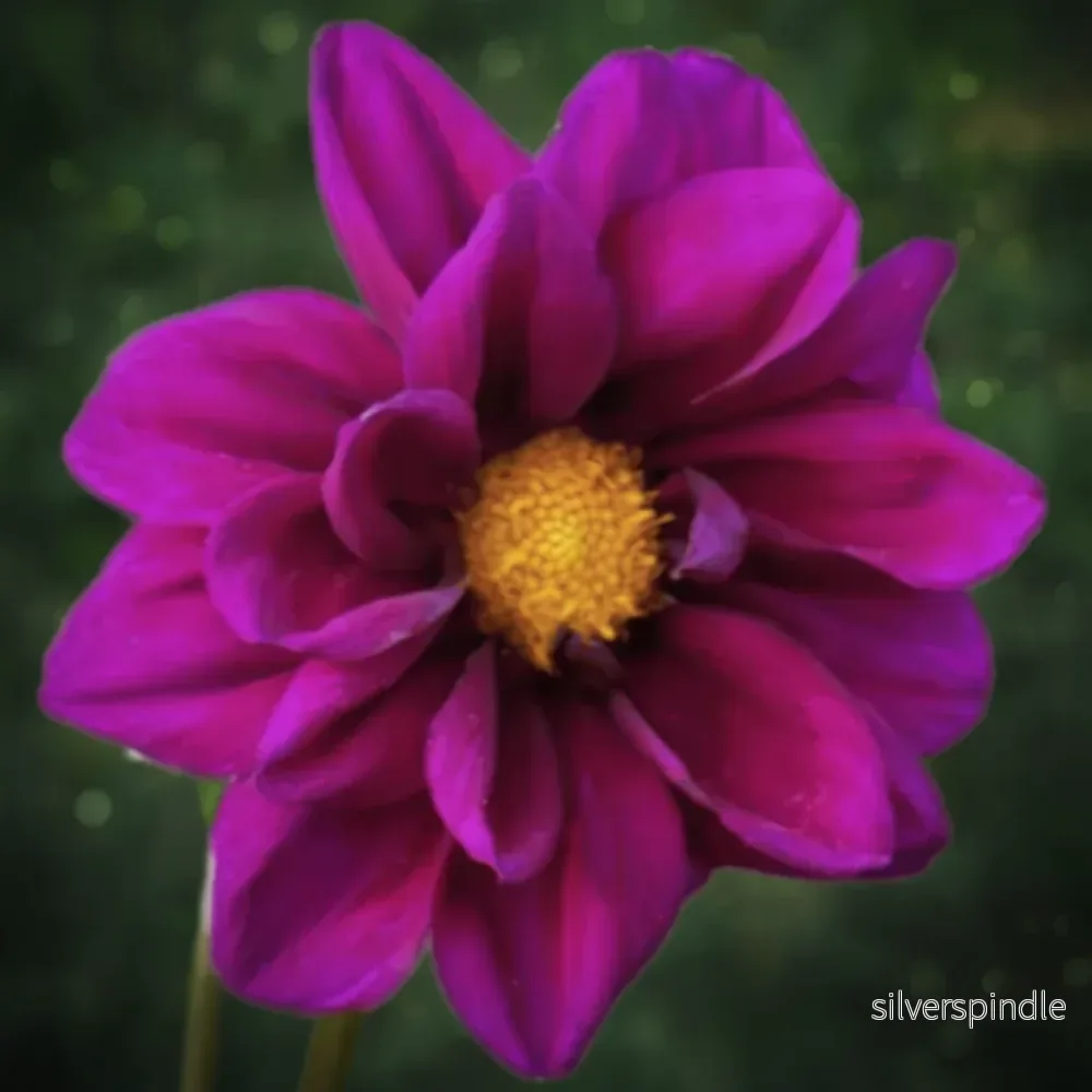 Dahlia ‘Opera Violet’